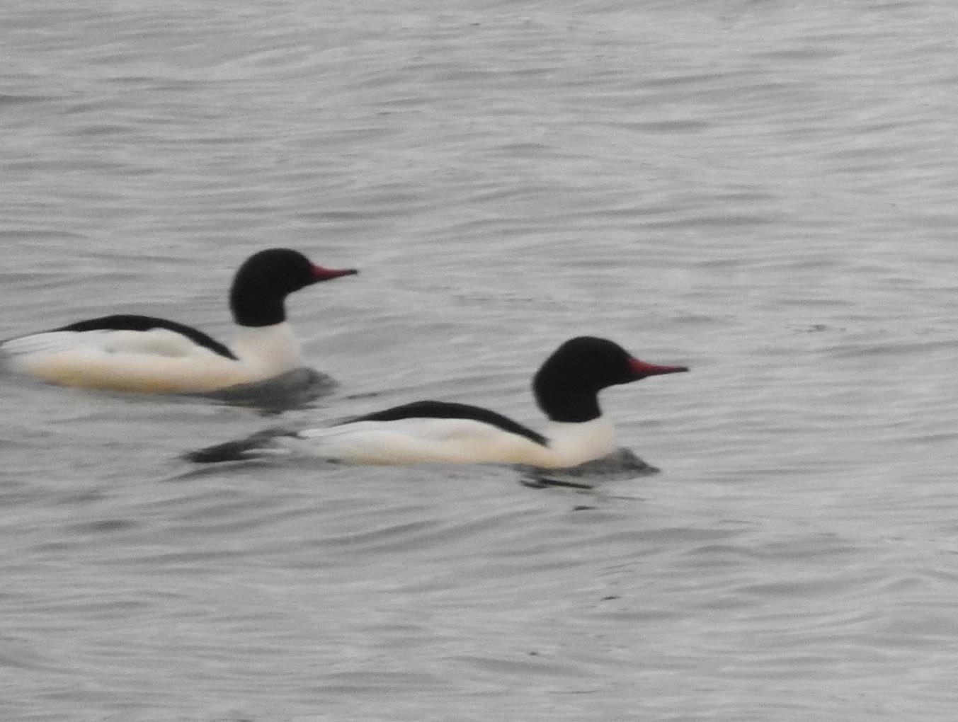 1306 Chadbourne Drive Lake Summerset, IL 61019 - Photo 25 of 56 a close up of a shower