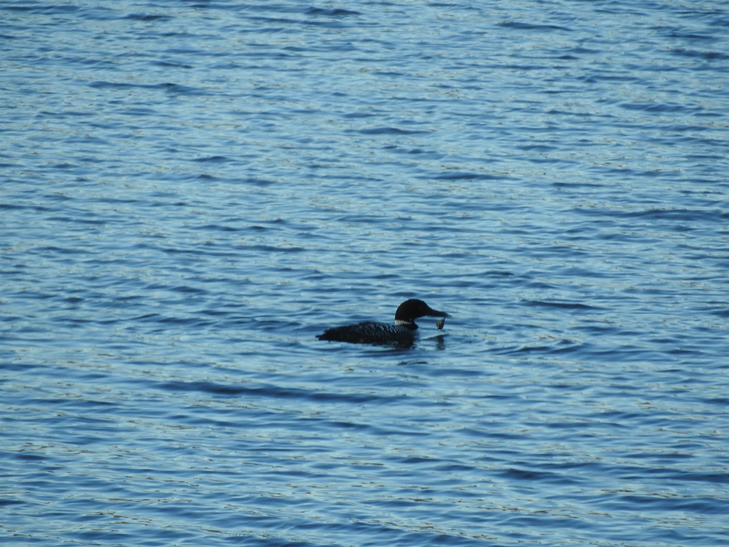 1306 Chadbourne Drive Lake Summerset, IL 61019 - Photo 26 of 56 a bathroom with a sink
