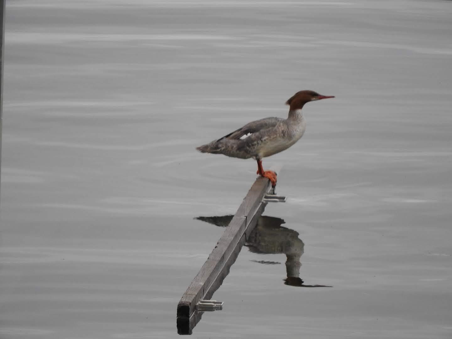 1306 Chadbourne Drive Lake Summerset, IL 61019 - Photo 29 of 56 a close view of sink