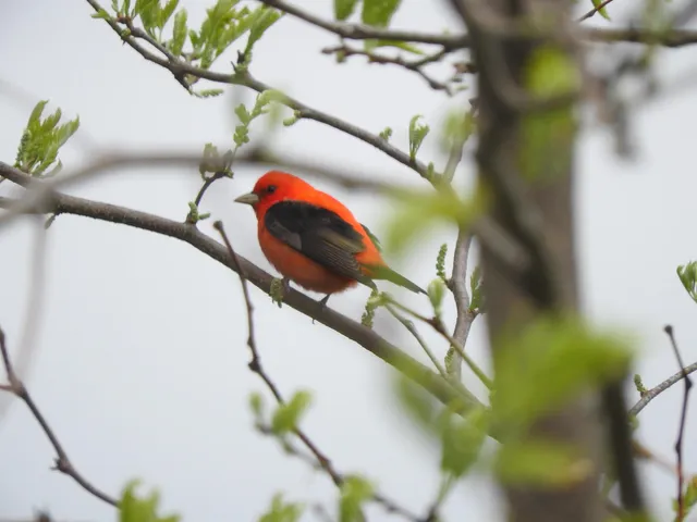 a view of swimming pool with a yard