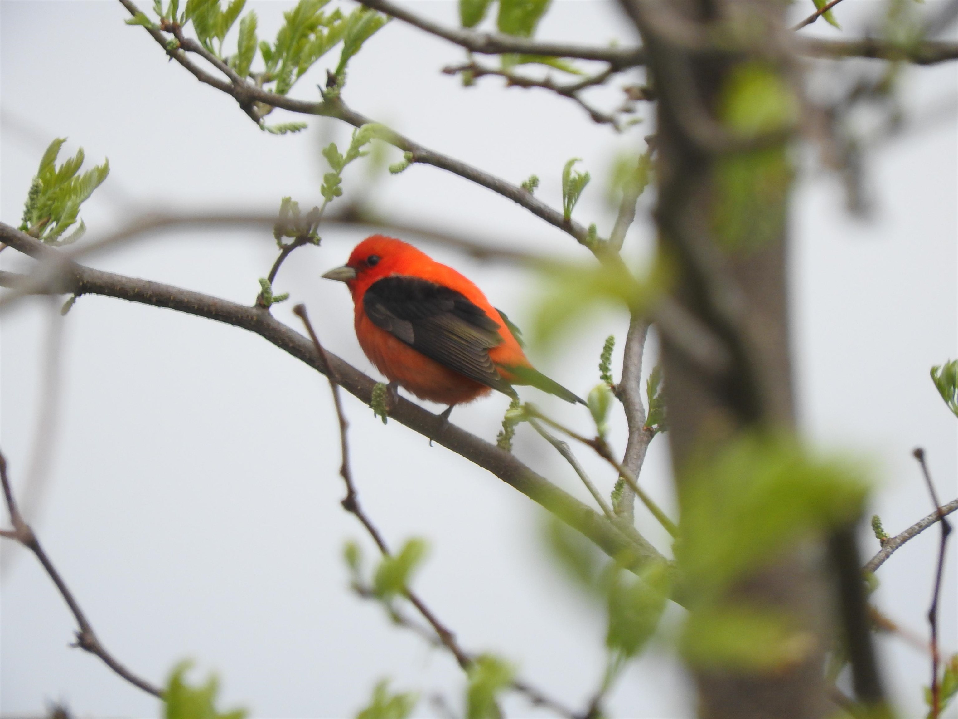 1306 Chadbourne Drive Lake Summerset, IL 61019 - Photo 30 of 56
