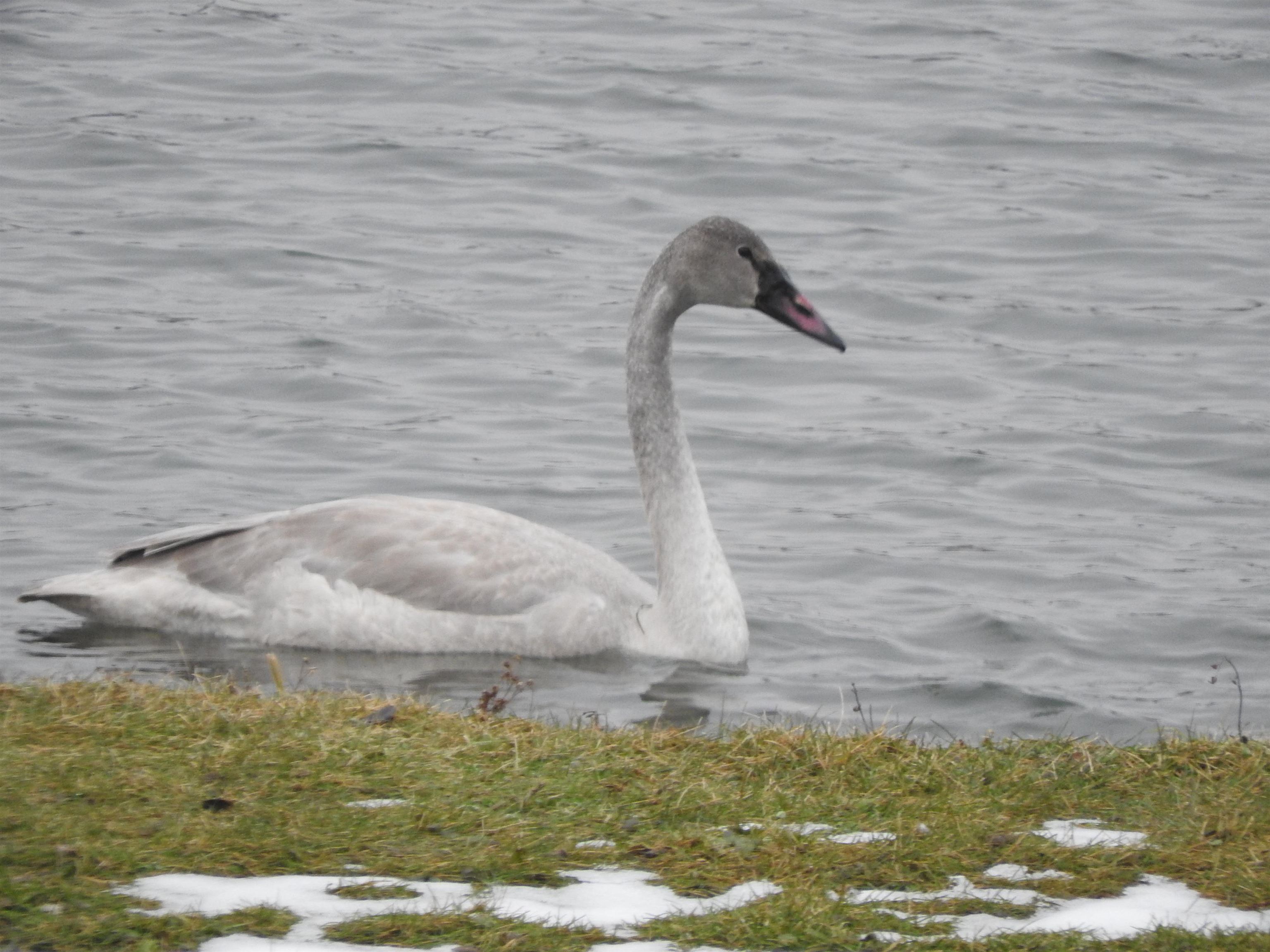 1306 Chadbourne Drive Lake Summerset, IL 61019 - Photo 31 of 56 a close view of sink