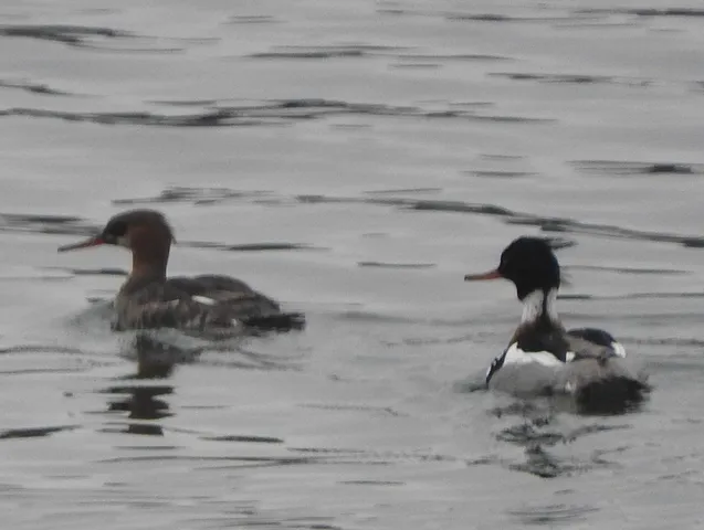 a vase of flowers sitting on a table