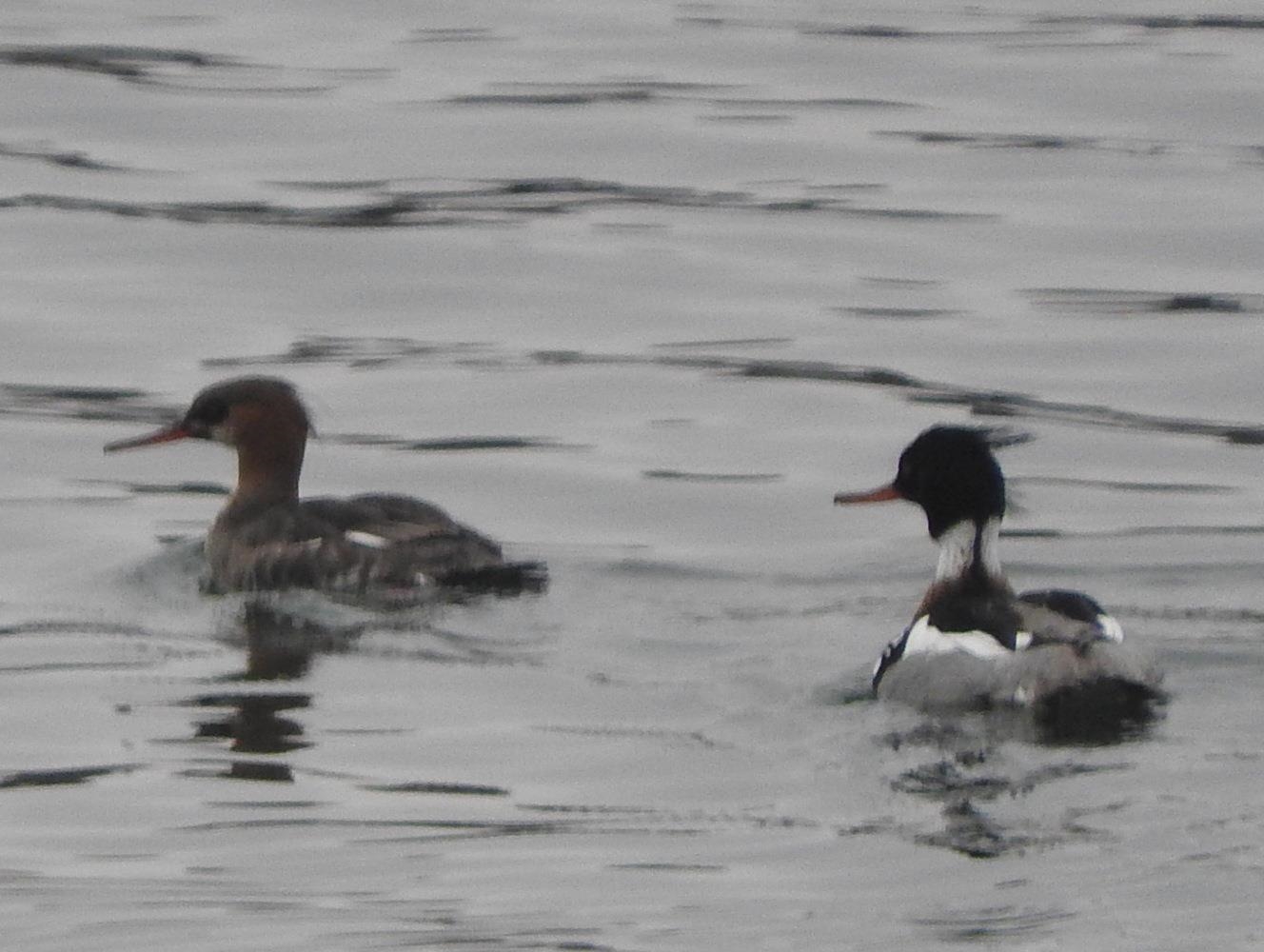 1306 Chadbourne Drive Lake Summerset, IL 61019 - Photo 33 of 56 a view of a wooden door