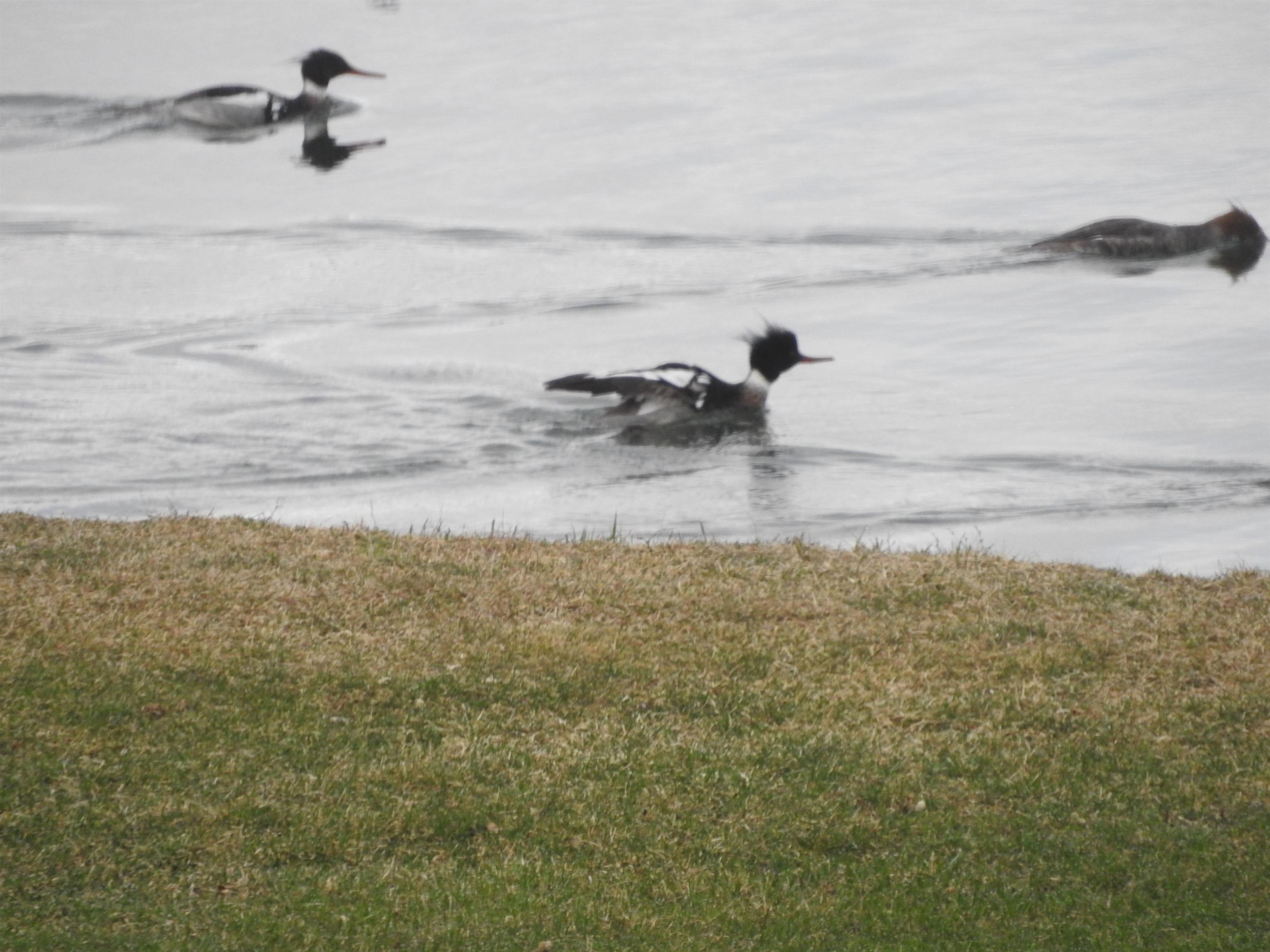 1306 Chadbourne Drive Lake Summerset, IL 61019 - Photo 34 of 56 a bathroom with a shower