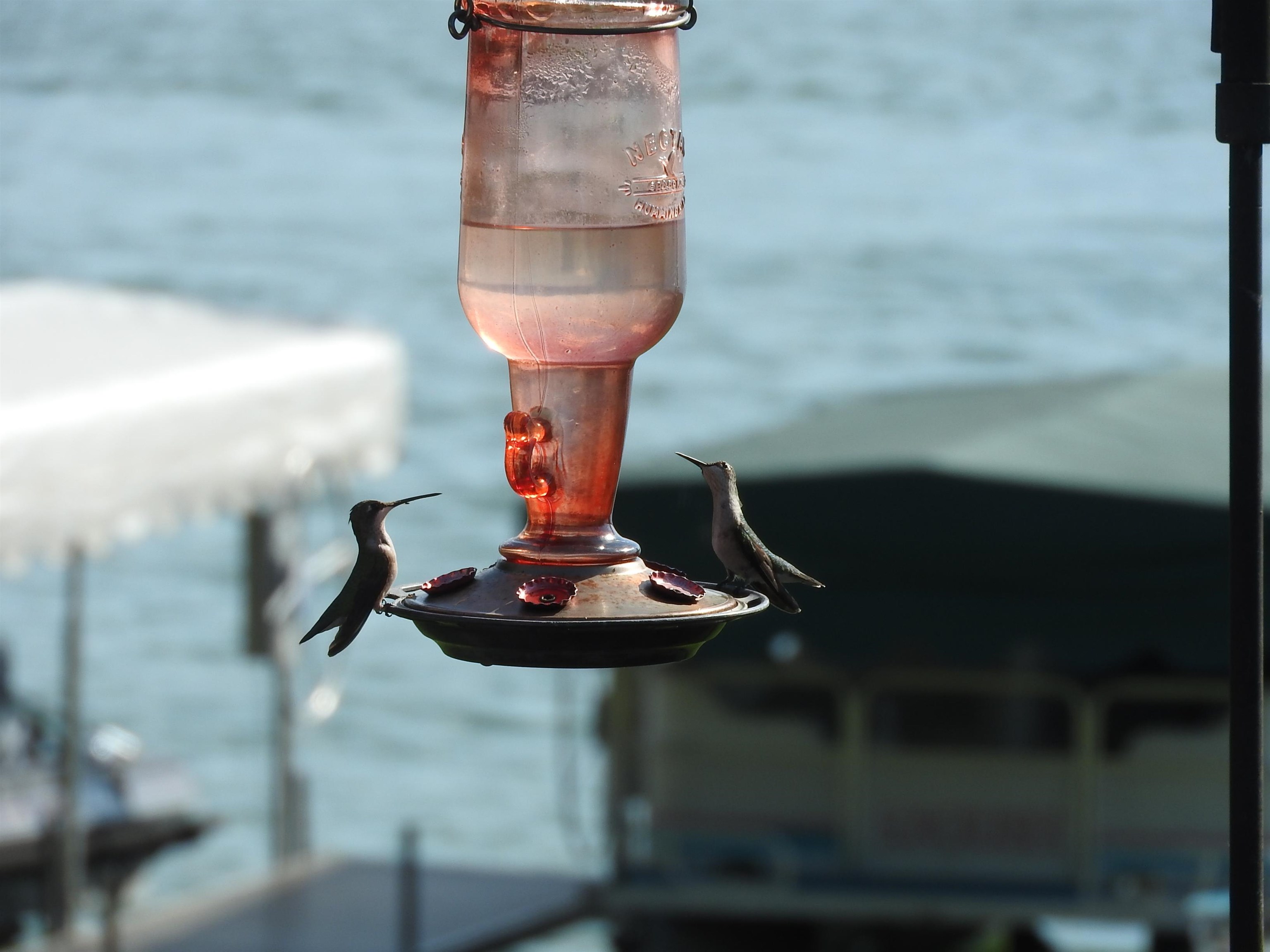 1306 Chadbourne Drive Lake Summerset, IL 61019 - Photo 35 of 56 a vase of flowers sitting on a table