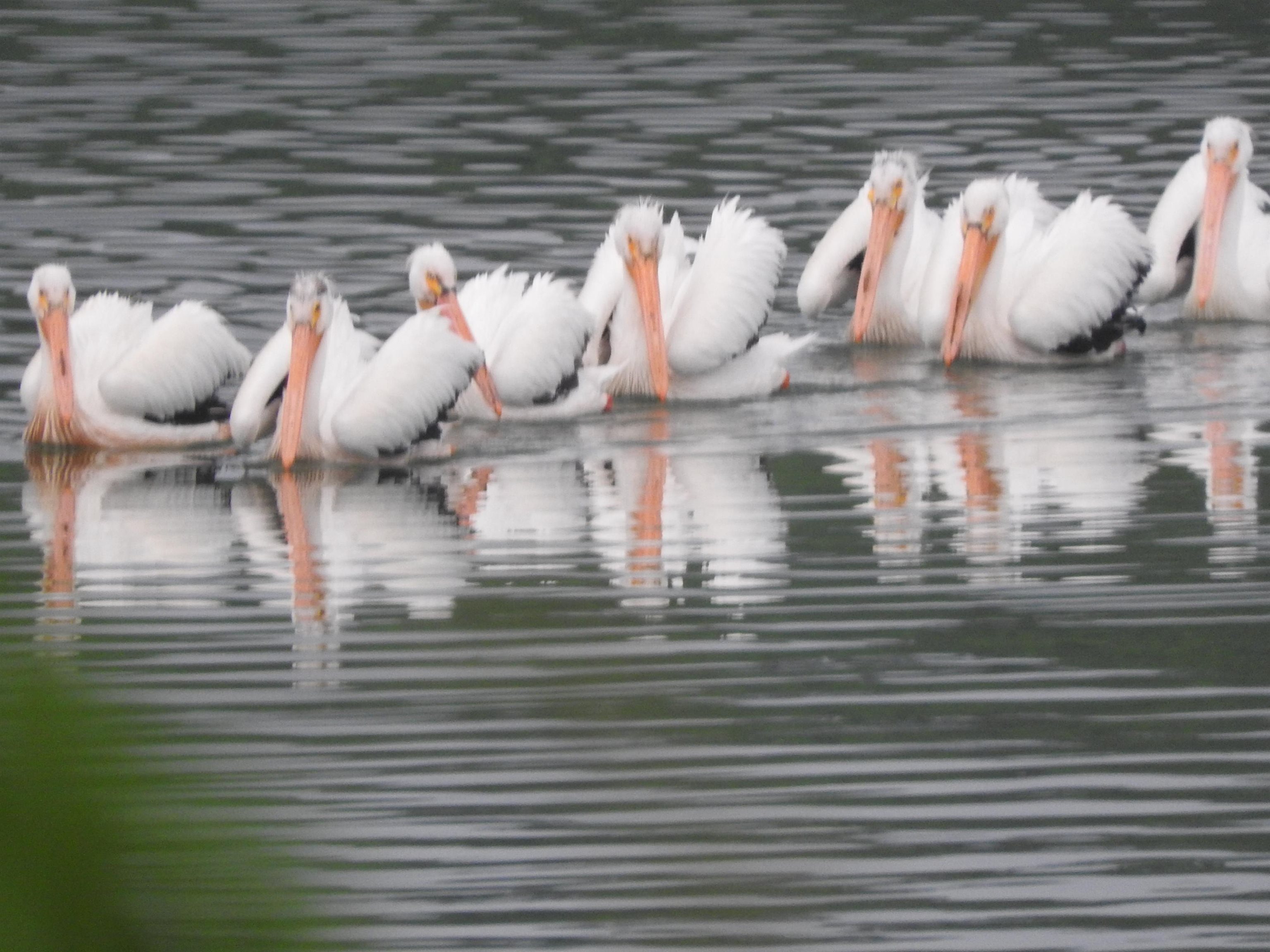 1306 Chadbourne Drive Lake Summerset, IL 61019 - Photo 39 of 56 a close view of water heater room