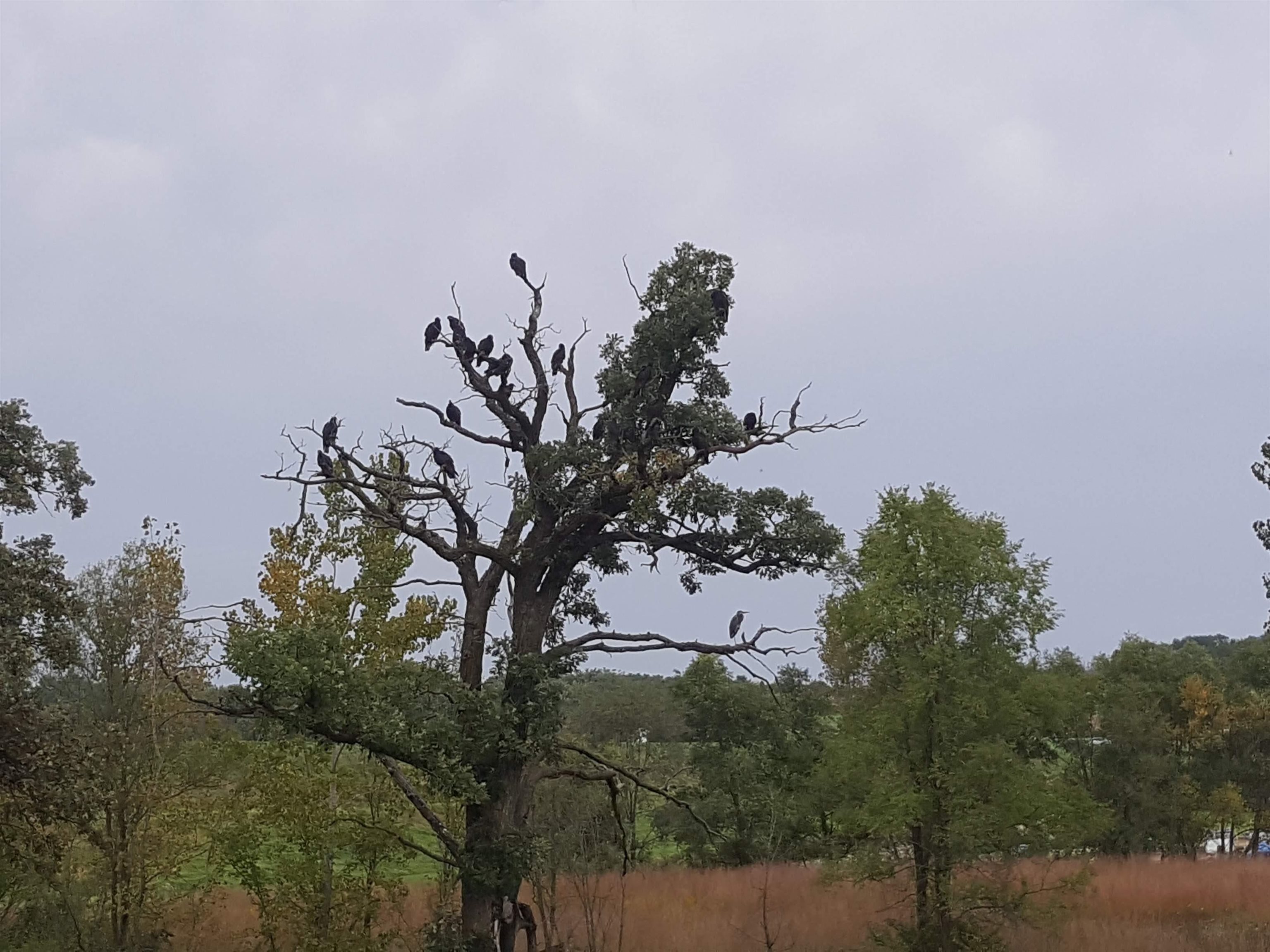 1306 Chadbourne Drive Lake Summerset, IL 61019 - Photo 5 of 56 a view of a tree in a field with a tree in front of it