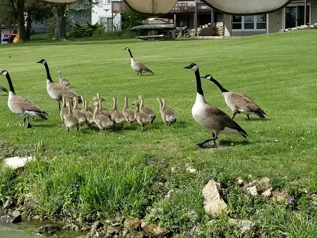 a view of a golf course with chairs