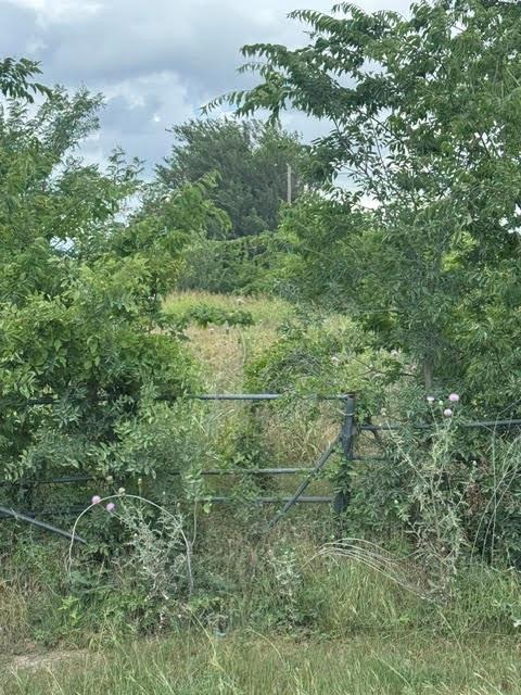 0 County Road 4219 Decatur, TX 76234 - Photo 5 of 7