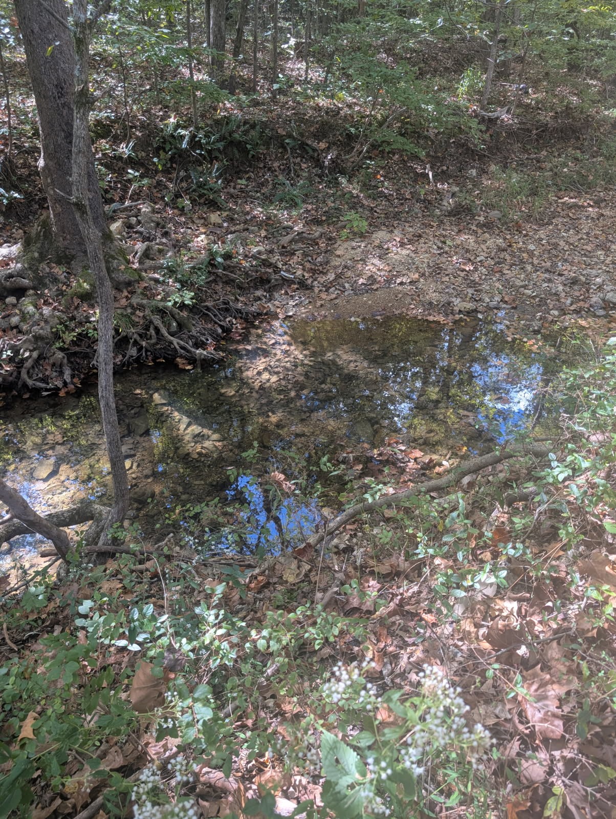 2775 North Hurricane Creek Road McEwen, TN 37101 - Photo 3 of 6 a view of a yard with a tree