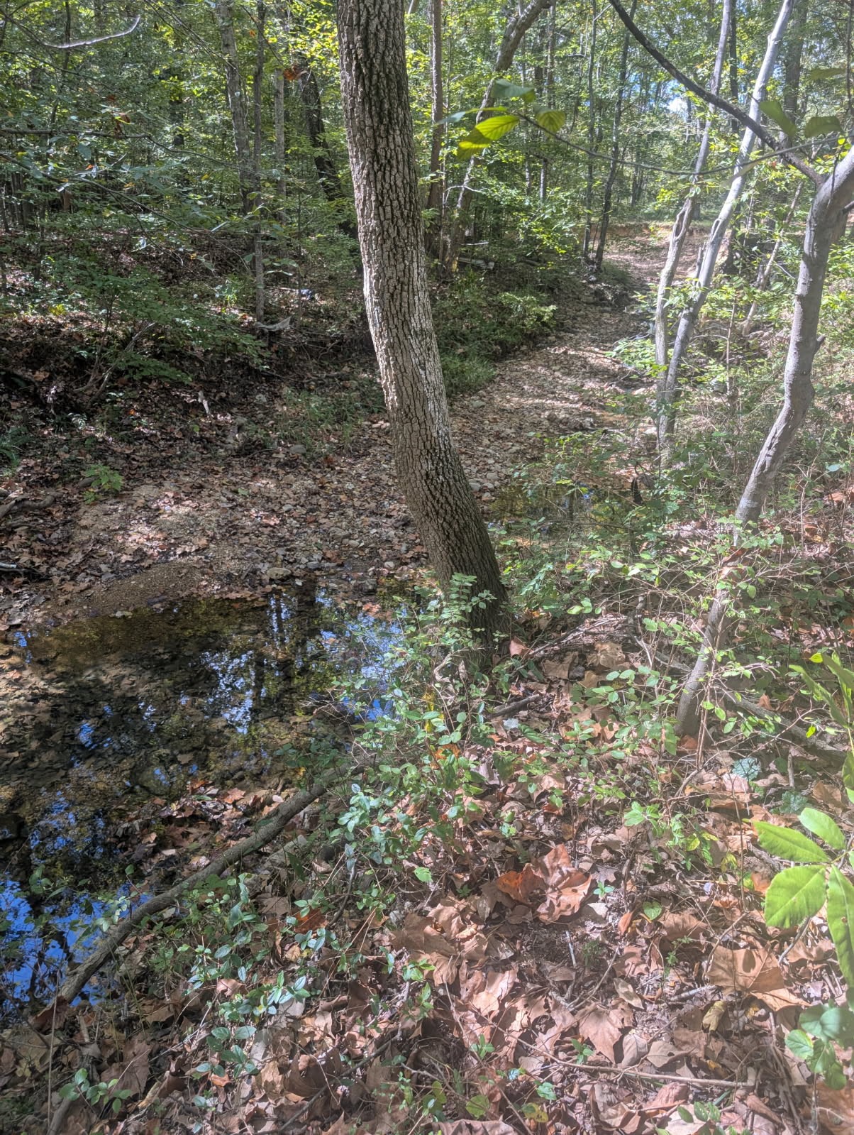 2775 North Hurricane Creek Road McEwen, TN 37101 - Photo 4 of 6 a view of a forest with trees