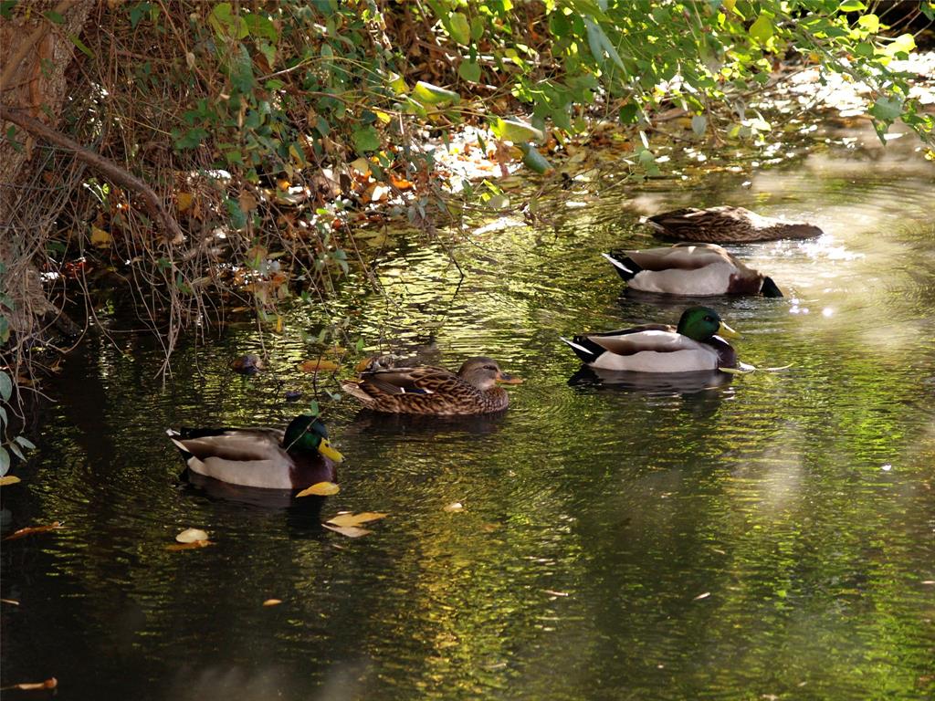 14277 Preston Road, Unit 923 Dallas, TX 75254 - Photo 14 of 39 a view of lake