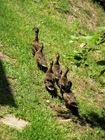 a view of swimming pool with a yard and large trees