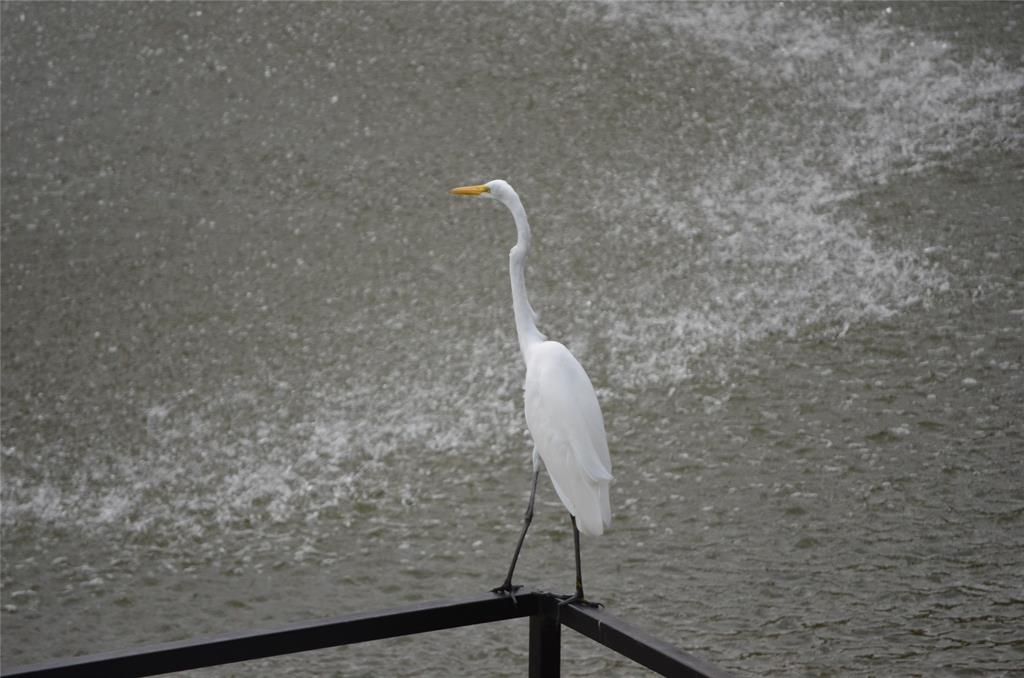 14277 Preston Road, Unit 923 Dallas, TX 75254 - Photo 37 of 39 a close view of shower tap