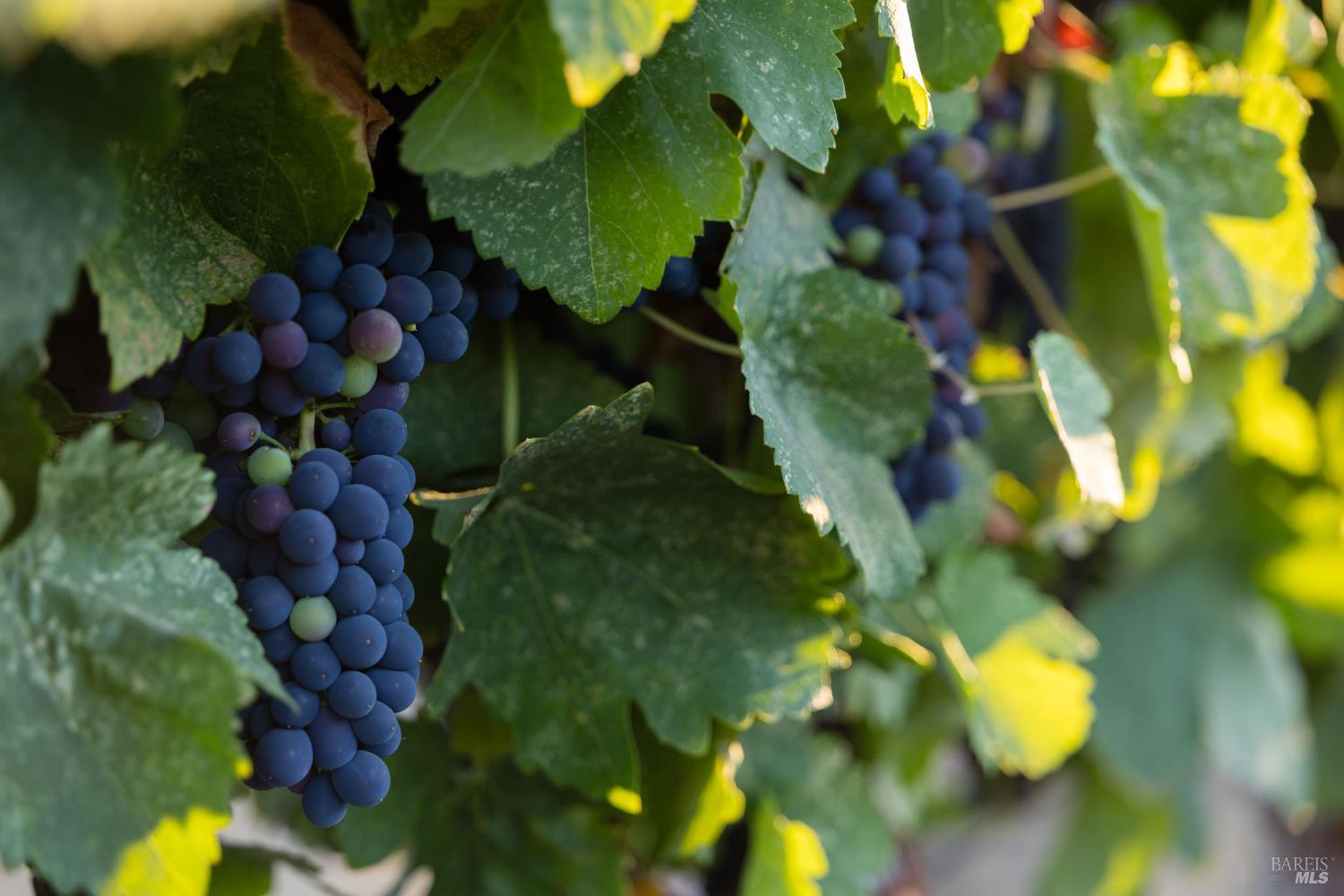 1626 Abramson Road Santa Rosa, CA 95401 - Photo 52 of 87