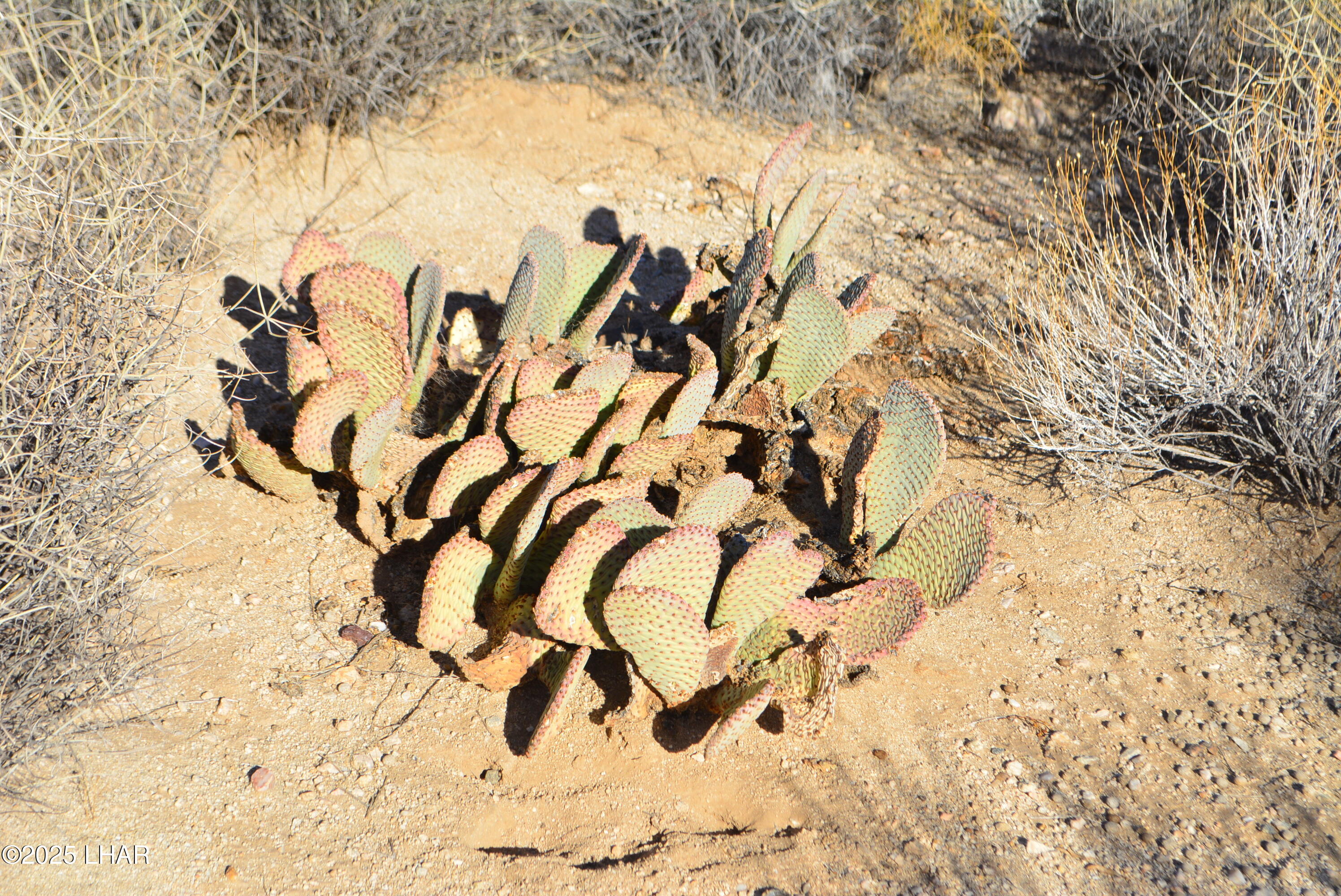 11900 Alan Road Yucca, AZ 86438 - Photo 26 of 93 DSC_0366