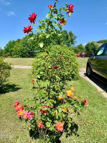 a view of a yard with a tree