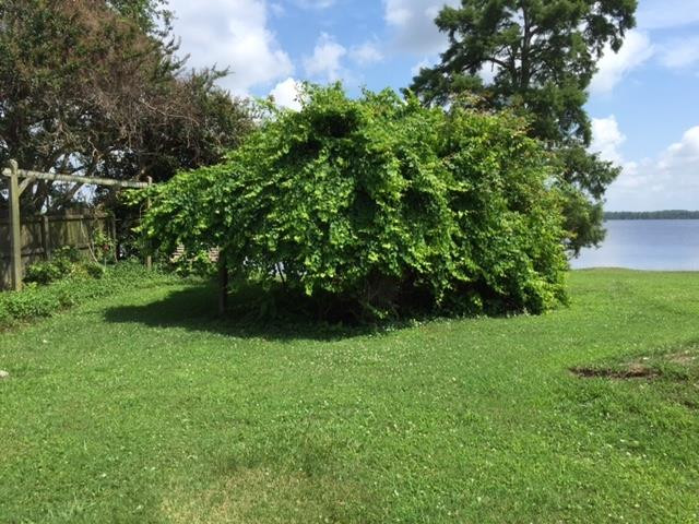 1940 Rivershore Road Elizabeth City, NC 27909 - Photo 29 of 36 Grape Vine