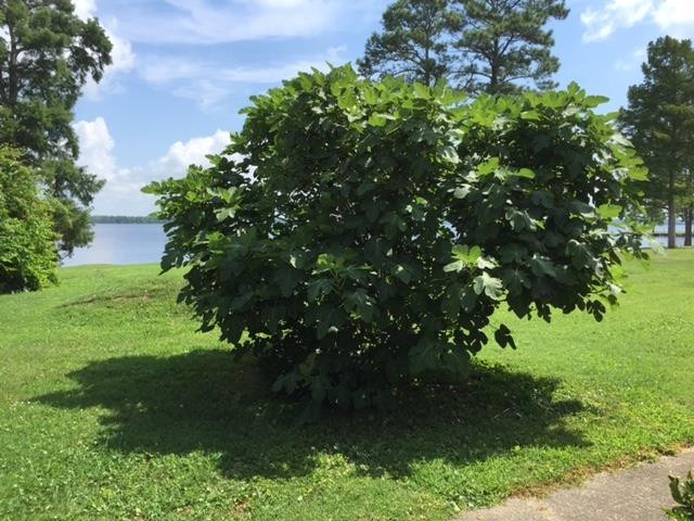 1940 Rivershore Road Elizabeth City, NC 27909 - Photo 30 of 36 Fig Bush
