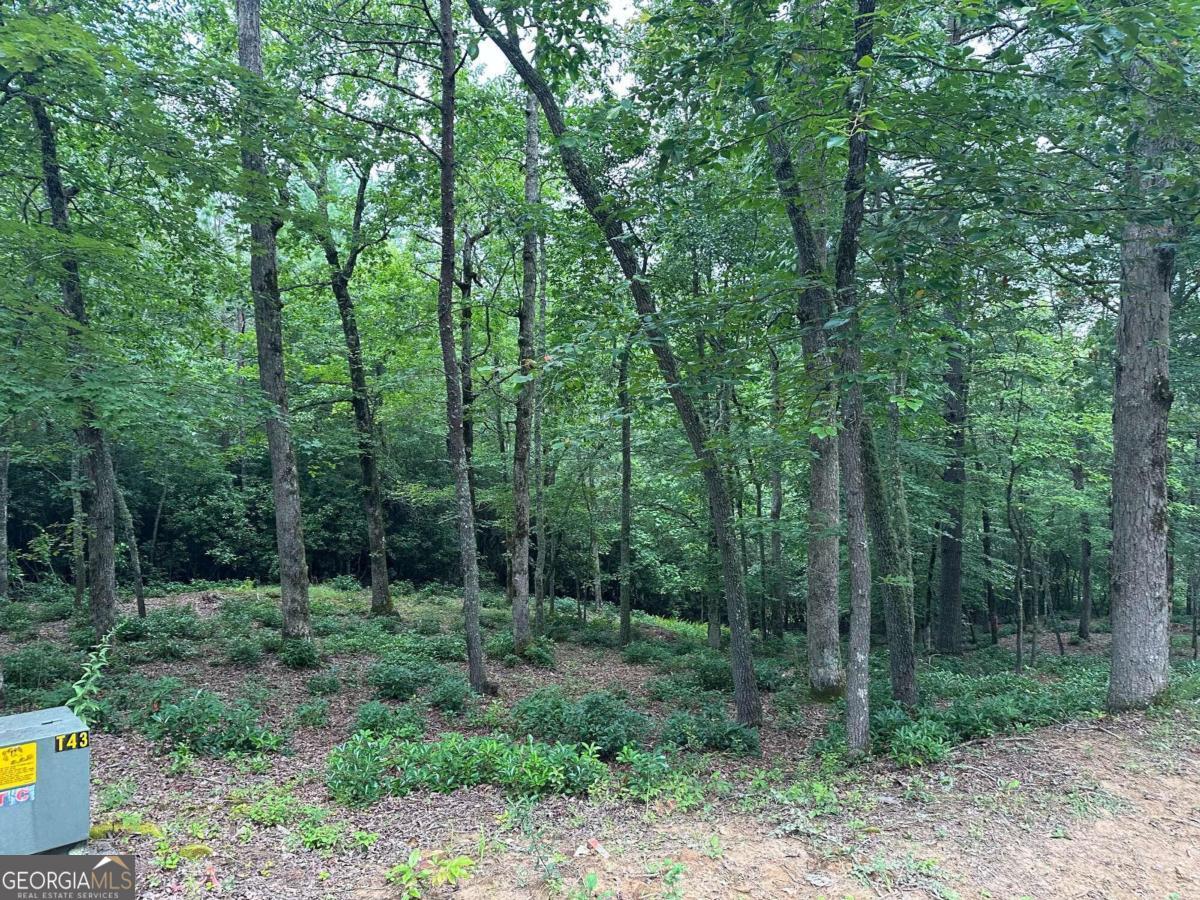 a view of forest