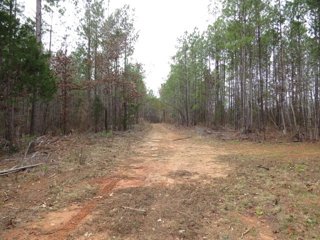 0 Free Bridge Road Ware Shoals, SC 29692 - Photo 11 of 34