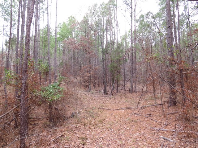 0 Free Bridge Road Ware Shoals, SC 29692 - Photo 21 of 34
