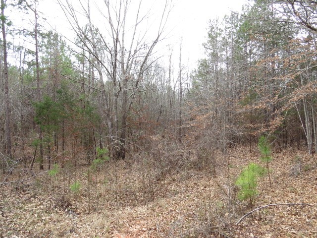 0 Free Bridge Road Ware Shoals, SC 29692 - Photo 4 of 34