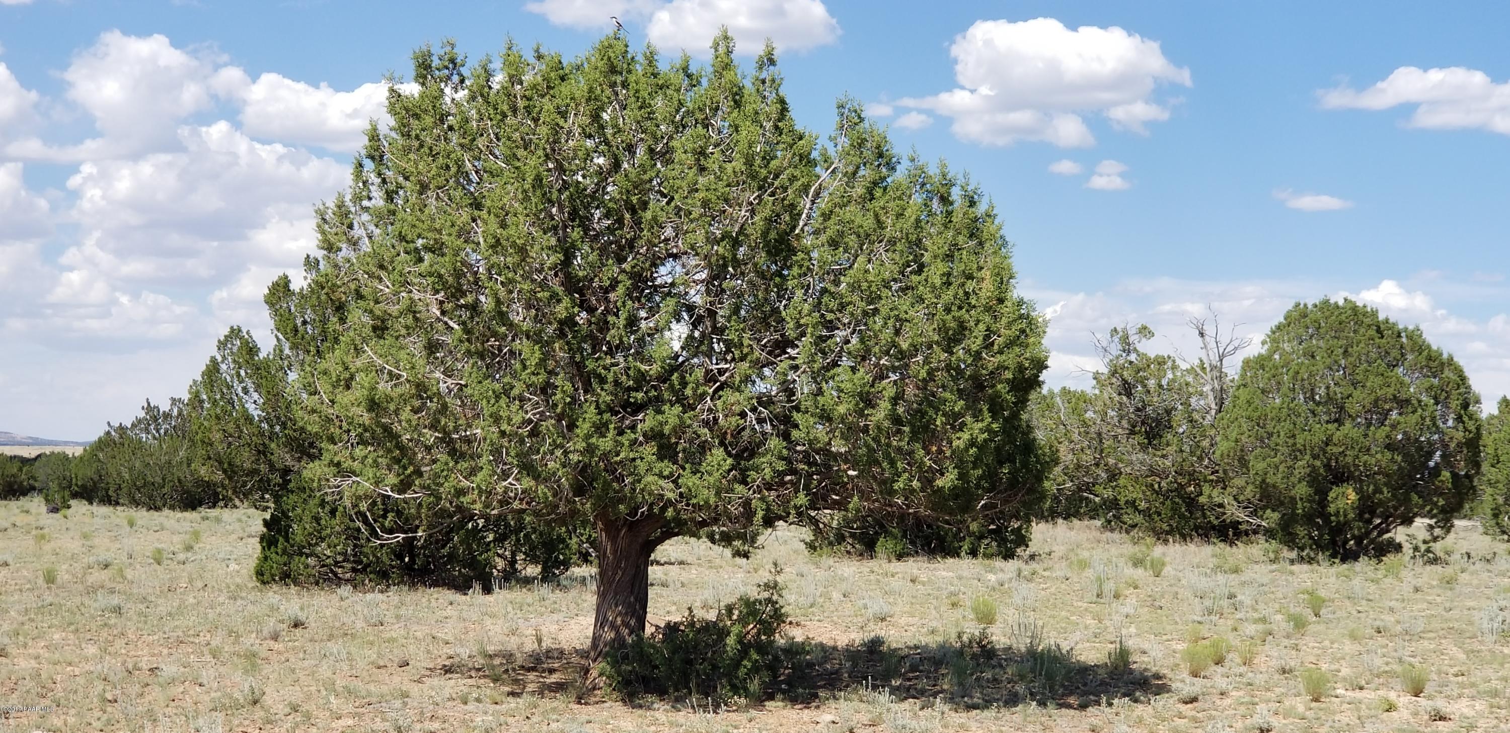 E Antelope Run Road Ash Fork, AZ 86320 - Photo 31 of 57 20190618_145405