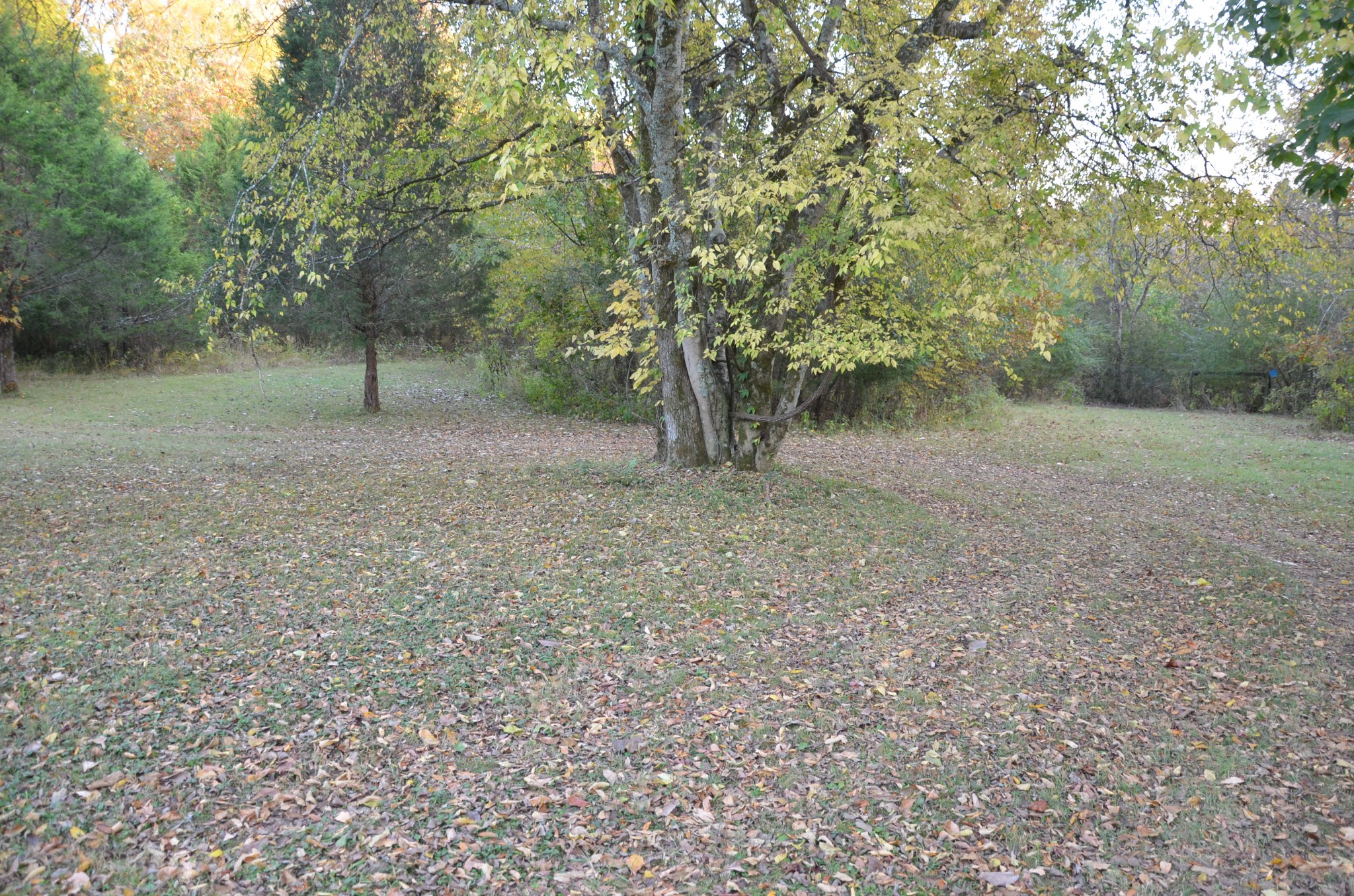 580 Speck Road Lebanon, TN 37087 - Photo 35 of 38 a view of a forest with trees in the background