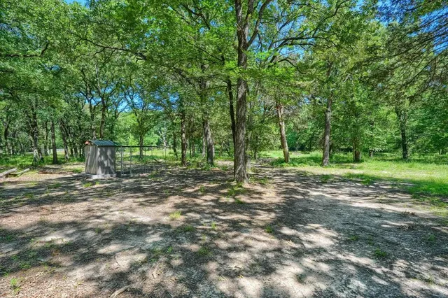 a view of a forest with trees in the background