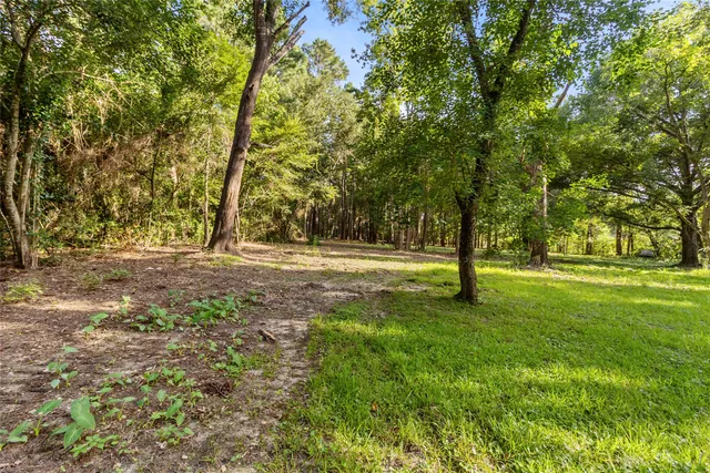 a view of a trees in a yard