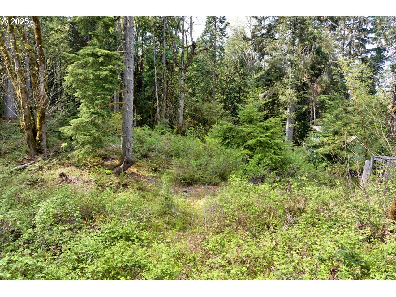 Boscage Springfield, OR 97478 - Photo 13 of 17