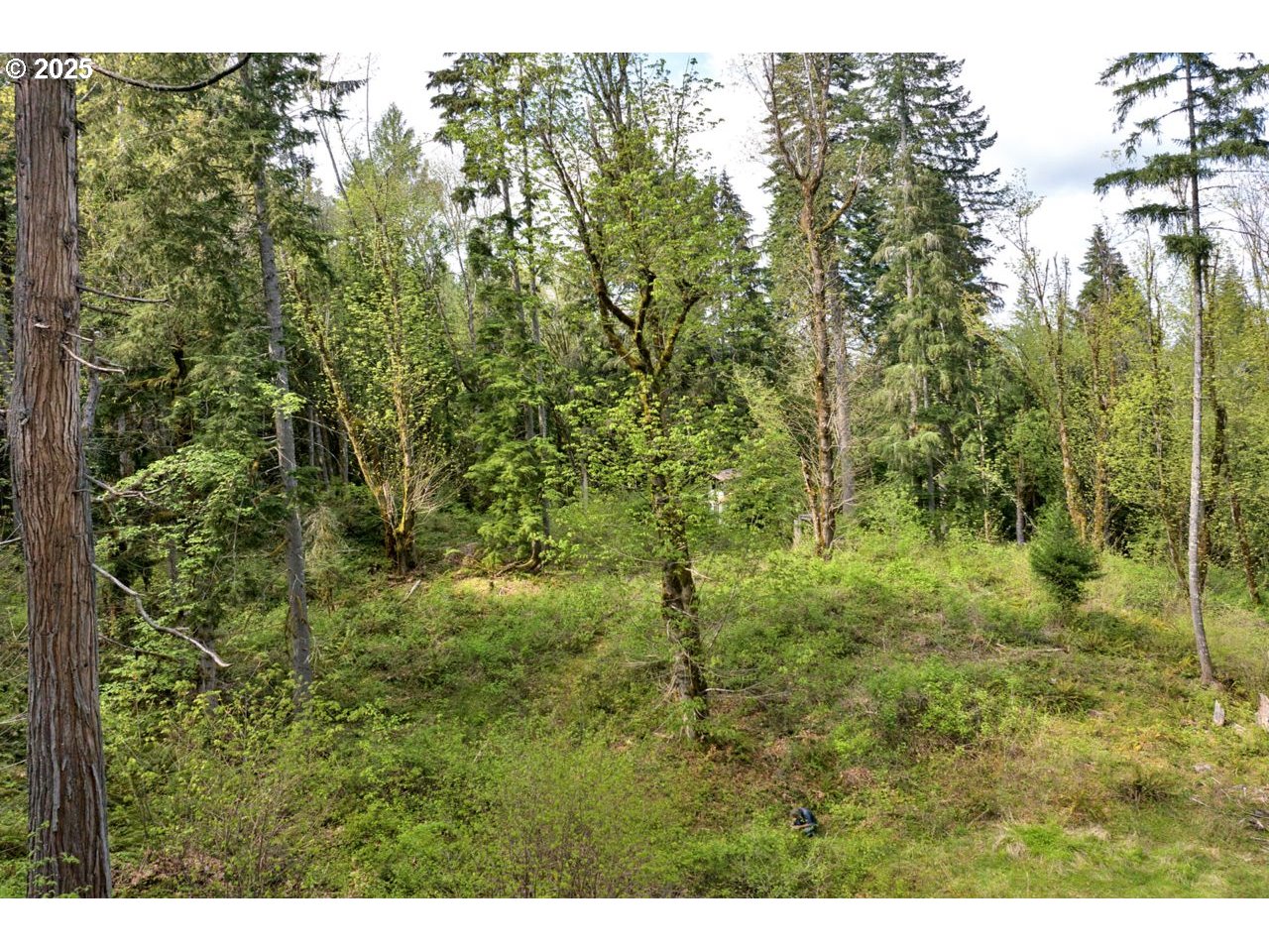 Boscage Springfield, OR 97478 - Photo 8 of 17