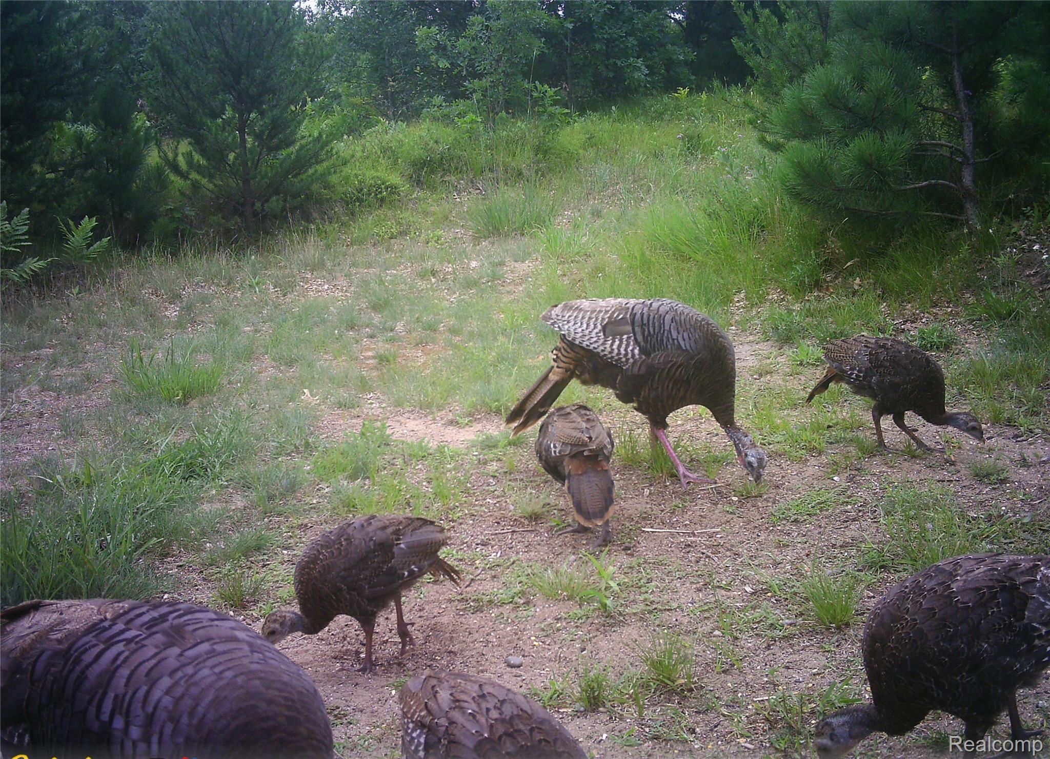 10456 Austin Road St. Helen, MI 48656 - Photo 22 of 24 Wildlife caught on camera