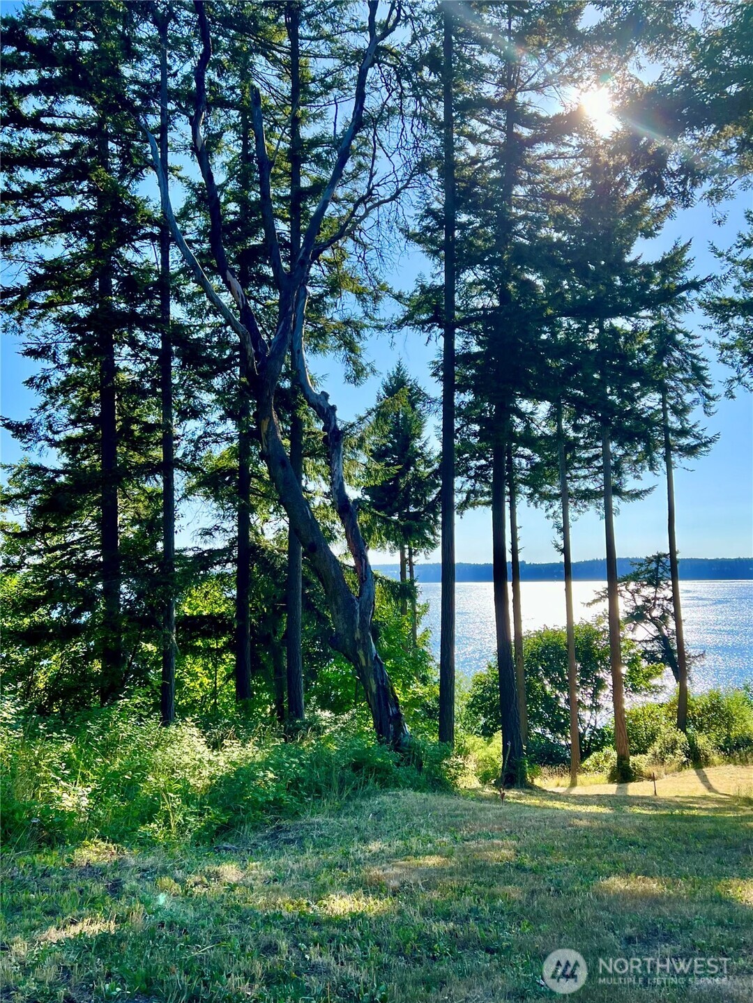 6908 190th Avenue Southwest Longbranch, WA 98351 - Photo 5 of 11 a view of a backyard with large trees