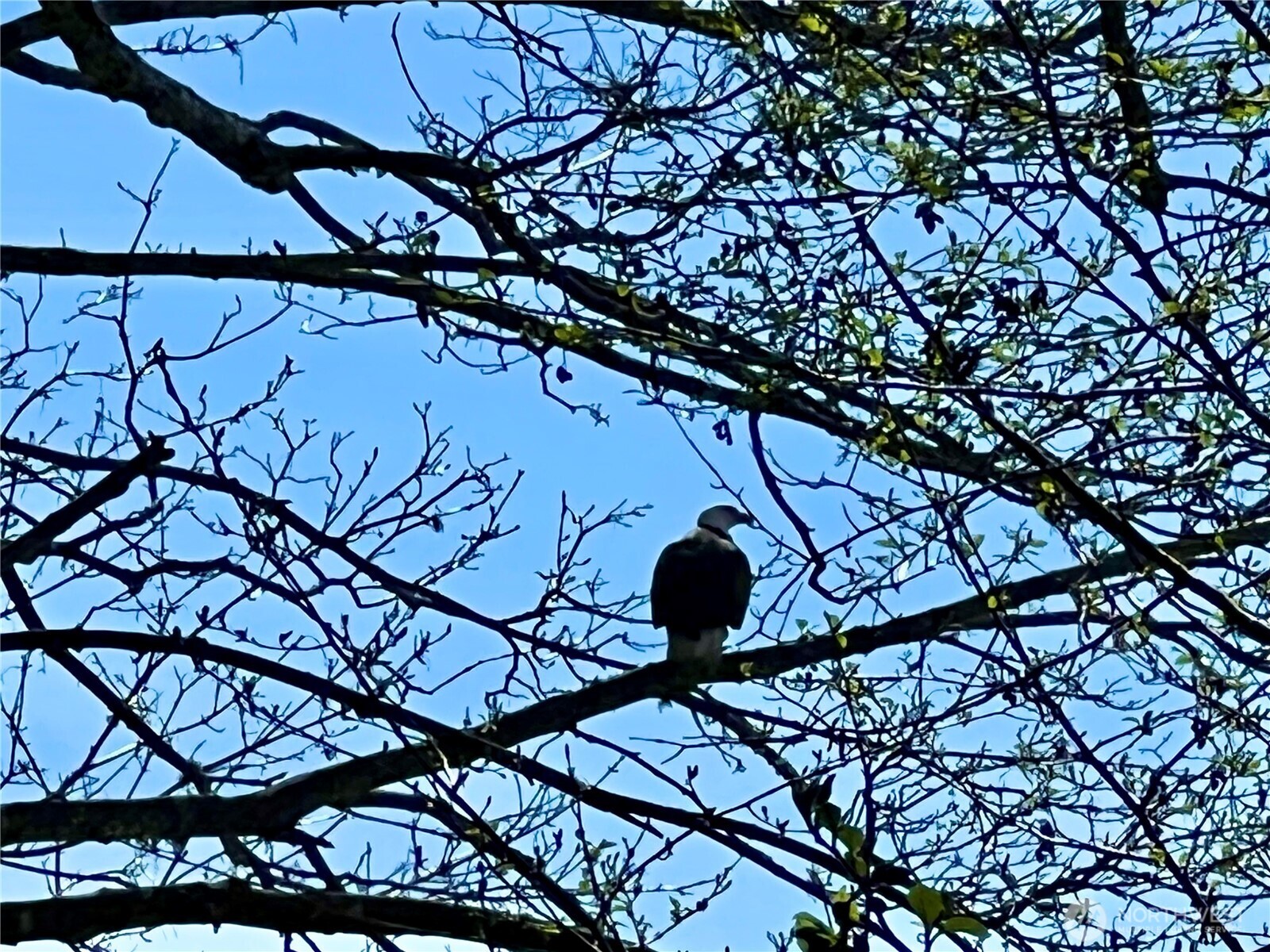 6908 190th Avenue Southwest Longbranch, WA 98351 - Photo 7 of 11 a view of tree