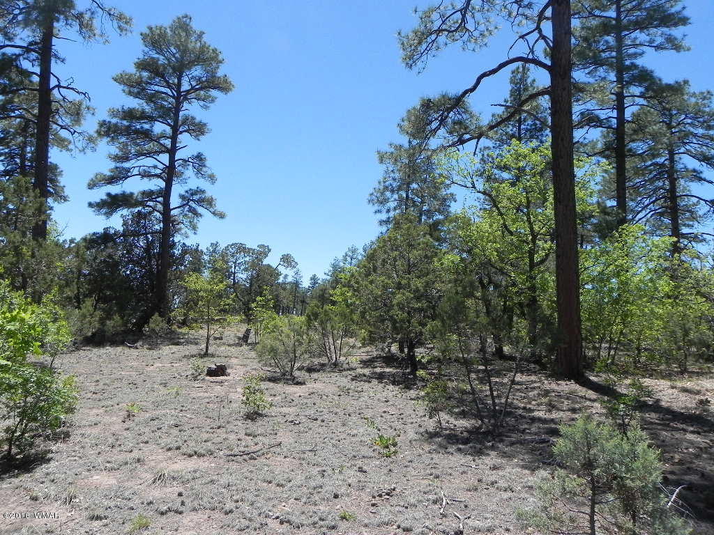 5980 Rim Road Lakeside, AZ 85929 - Photo 2 of 18 Gallery Image 2