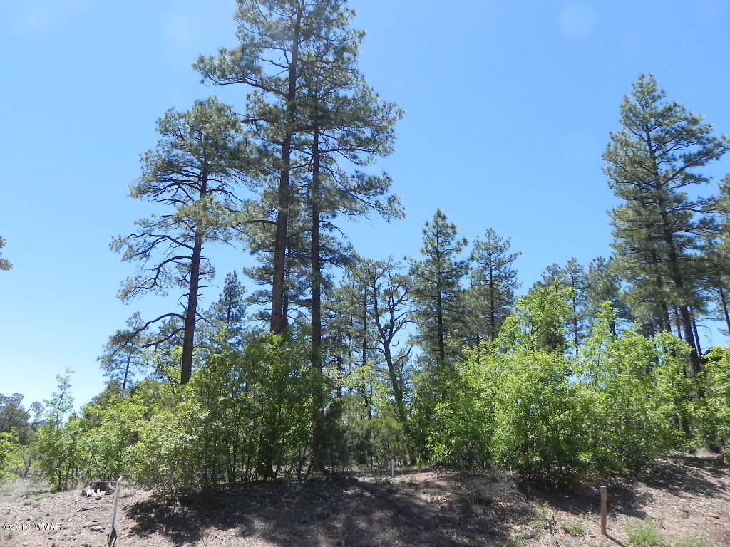 5980 Rim Road Lakeside, AZ 85929 - Photo 4 of 18 Gallery Image 4