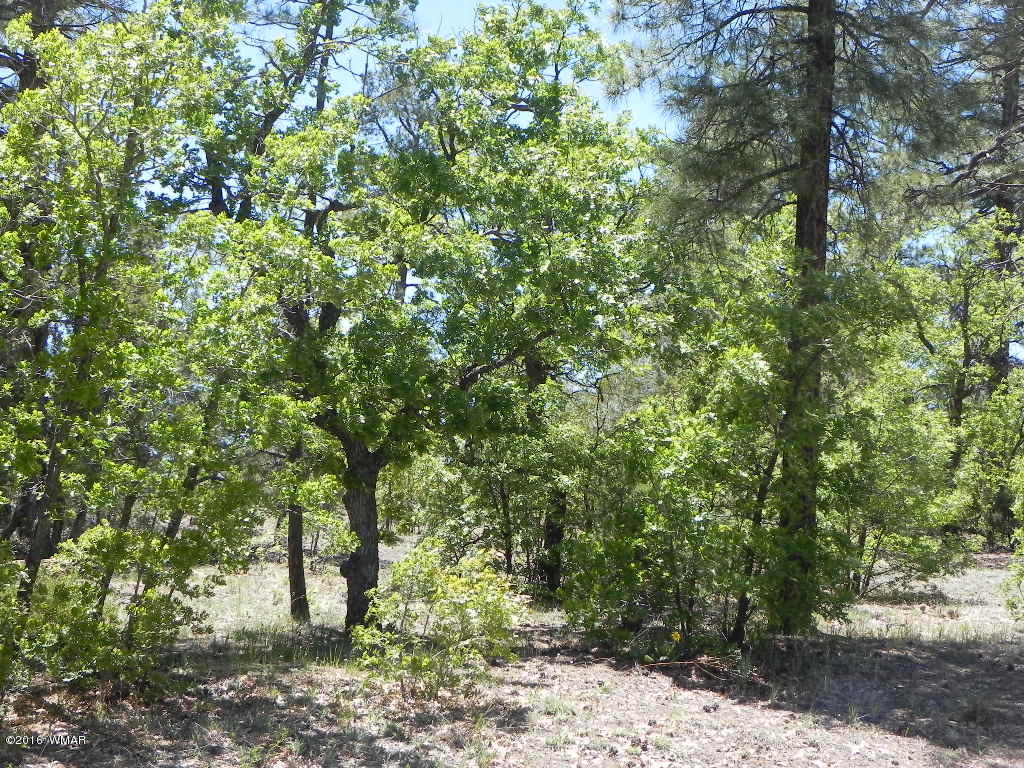 5980 Rim Road Lakeside, AZ 85929 - Photo 8 of 18 Gallery Image 8