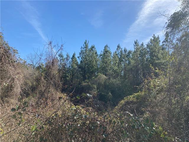 0 B F Roberts Road Mount Hermon, LA 70450 - Photo 5 of 6