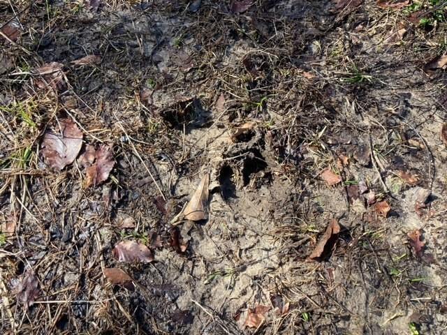 0 B F Roberts Road Mount Hermon, LA 70450 - Photo 6 of 6