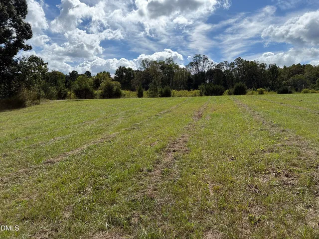 a view of a forest that has large trees