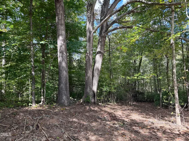 a view of a forest with trees