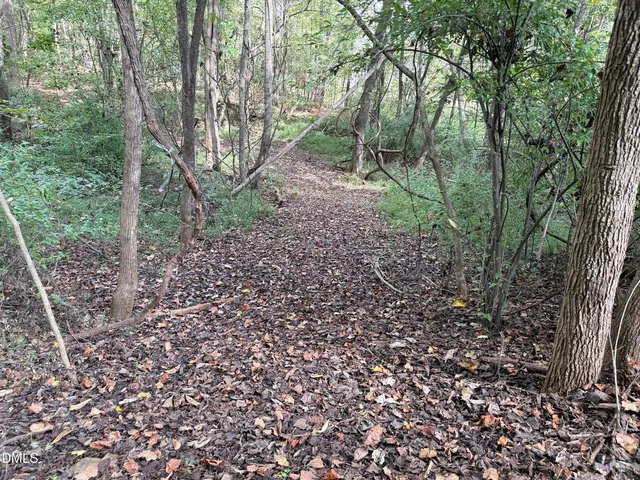a view of a forest that has large trees