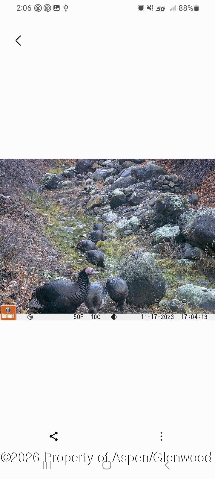 201 Cedar Breaks Road Rifle, CO 81650 - Photo 30 of 35 Wildlife1