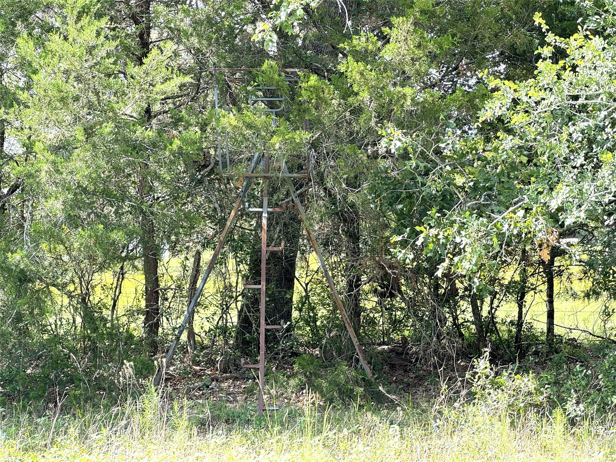 1435 Shaws Bend Road Columbus, TX 78934 - Photo 34 of 36 a view of forest