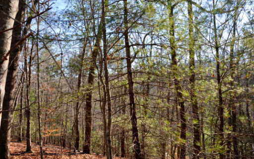0 Wise Road Morganton, GA 30560 - Photo 1 of 1 Main View