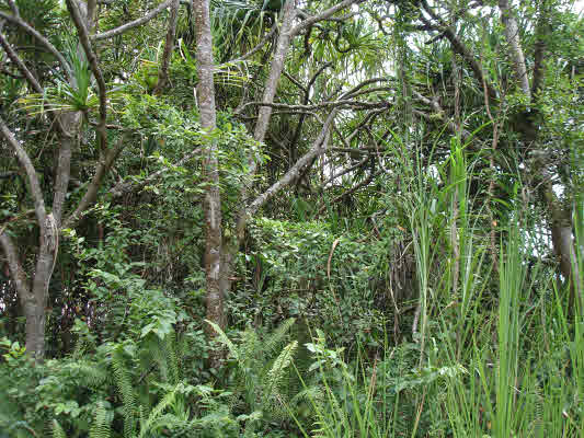 74 Government Beach Road Pahoa, HI 96778 - Photo 1 of 3 Gallery Image 1