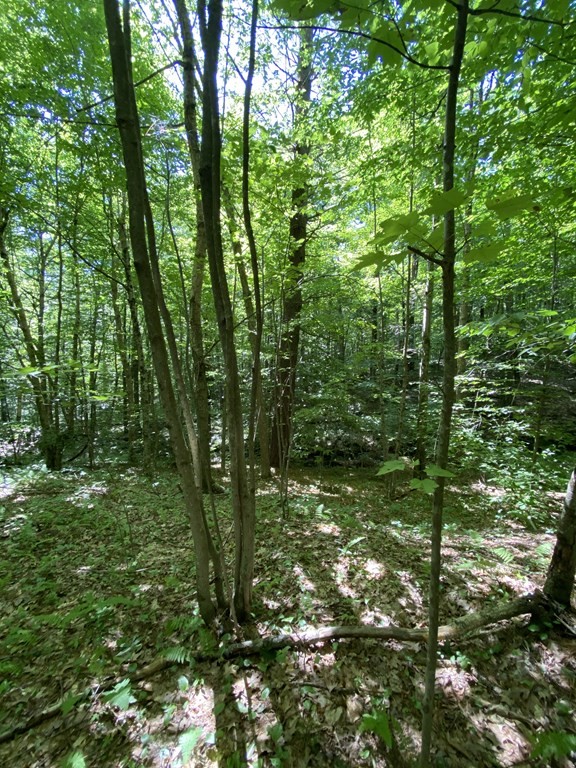 42 Mile Road Hubbardston, MA 01452 - Photo 1 of 6 a view of forest